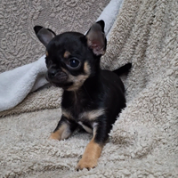 Chihuahua maschio