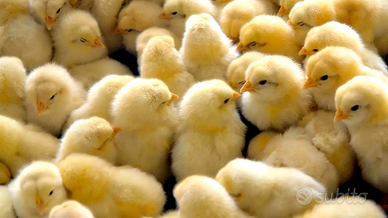 Pulcini di livornese