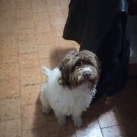 Lagotto