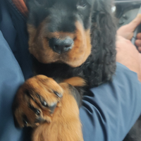 Cuccioli setter Gordon