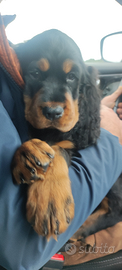 Cuccioli setter Gordon