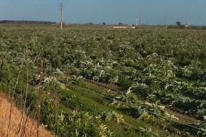 Terreno agricolo 11 ettari