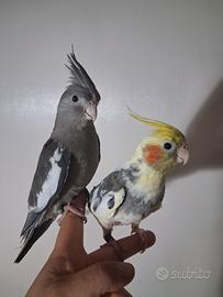 Calopsiti allevate a mano