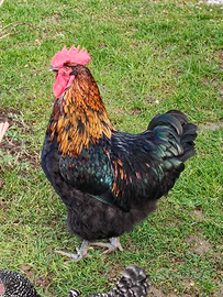 Gallo incrocio orpinton
