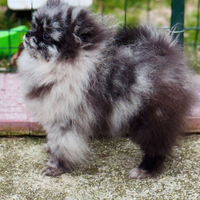 Spitz Tedesco Nano "Merle"
