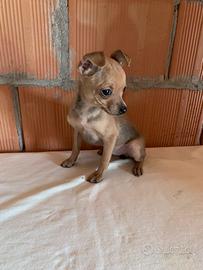 Cucciolo di Pinscher