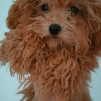 Femmina di barboncino MINI MINI