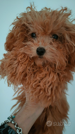 Femmina di barboncino MINI MINI