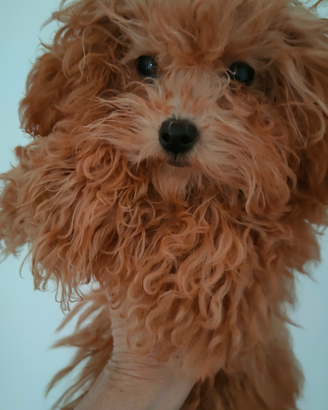 Femmina di barboncino MINI MINI