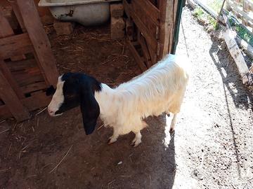 Capra pecore