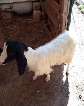 Capra pecore