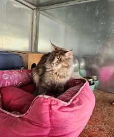Maine coon