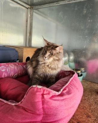 Maine coon