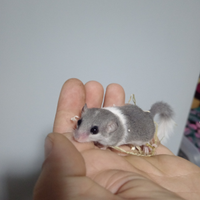 Minighiri africani