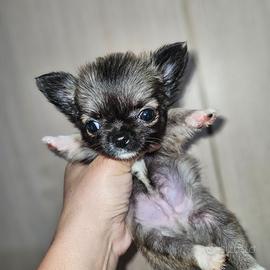 Chihuahua pelo lungo da Allevamento Cucciolisole