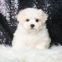 Cucciolina femmina di Maltese