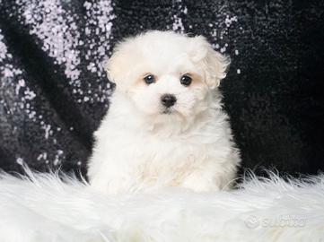 Cucciolina femmina di Maltese