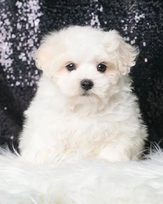 Cucciolina femmina di Maltese