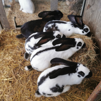 Conigli bianchi e neri