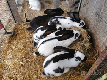 Conigli bianchi e neri