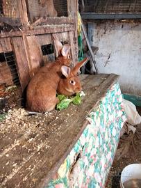 Conigli Fulvio di Borgogna