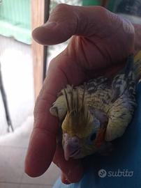 Calopsite da allevare a mano