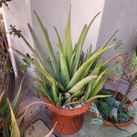 Aloe vera 