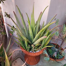 Aloe vera 