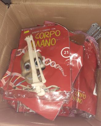 Collezione Completa "Divertiti e Conosci il Corpo