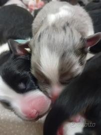 Pastore australiano ( aussie) con pedigree