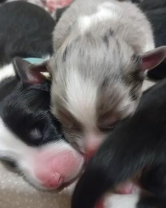 Pastore australiano ( aussie) con pedigree