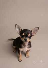 Cucciola chiwawa
