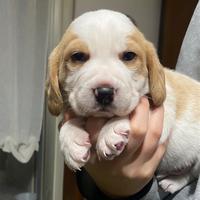 Cuccioli di Beagle