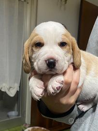 Cuccioli di Beagle