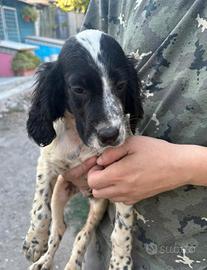 setter inglese 