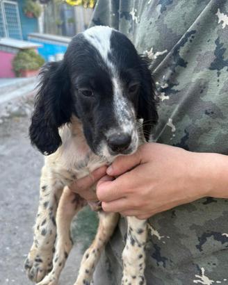 setter inglese 