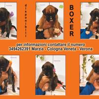 Cuccioli di boxer