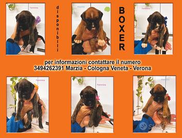 Cuccioli di boxer
