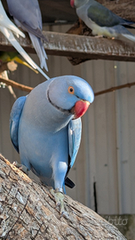 Coppia Riproduttrice Parrocchetto dal Collare