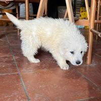 Cucciolo pastore abruzzese maremmano