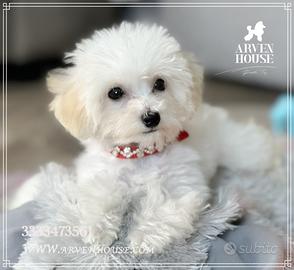 Cuccioli di Barboncino Toy NANO Bianco