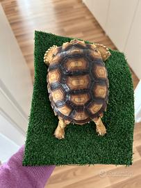 Geochelone sulcata