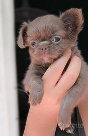 Chihuahua pelo lungo. Lilac , pedigree enci