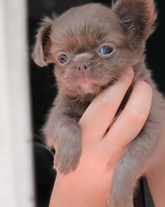 Chihuahua pelo lungo. Lilac , pedigree enci