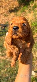 Cocker spaniel