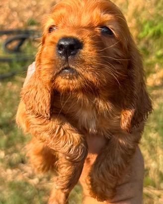 Cocker spaniel