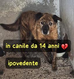 Nonno Massimo. Tutta la vita nel box