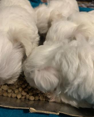 Cuccioli maltesi, mini maschietti