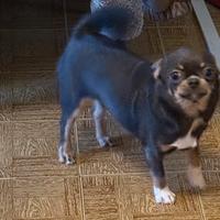 Chihuahua monta