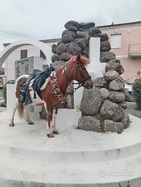 Permuto pony femmina con cavalla più grande